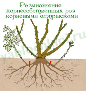 размножение роз отводками
